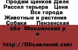 Продам щенков Джек Рассел терьера › Цена ­ 25 000 - Все города Животные и растения » Собаки   . Пензенская обл.,Мокшанский р-н